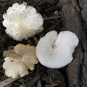 scaly melanoleuca