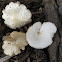 scaly melanoleuca