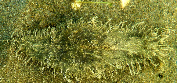 Spotting Image 1