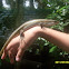 Common sun skink
