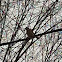 Northern Mockingbird