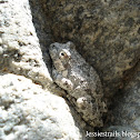 California Tree Frog
