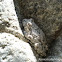 California Tree Frog