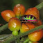 Shield bug/ Jewel bug