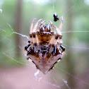 Triangulate orb-weaver spider