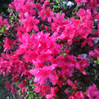 Azalea