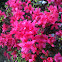 Azalea