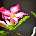 Desert Rose