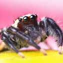 Black Jumping Spider