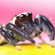 Black Jumping Spider