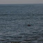 Harbour porpoise