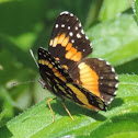 Bordered Patch