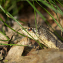 Eastern Garter Snake