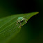 Pale Green Weevil