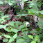 Striped Skunk