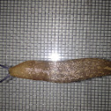 Slug