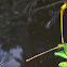 Damsel flies