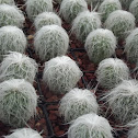 cactus viejito