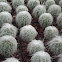cactus viejito