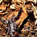 Dwarf Wood Scorpion
