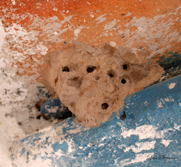 Spotting Image 1