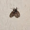 Moth fly