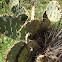 Prickly Cactus
