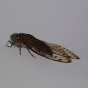 Cicada