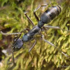 Black Carpenter Ant