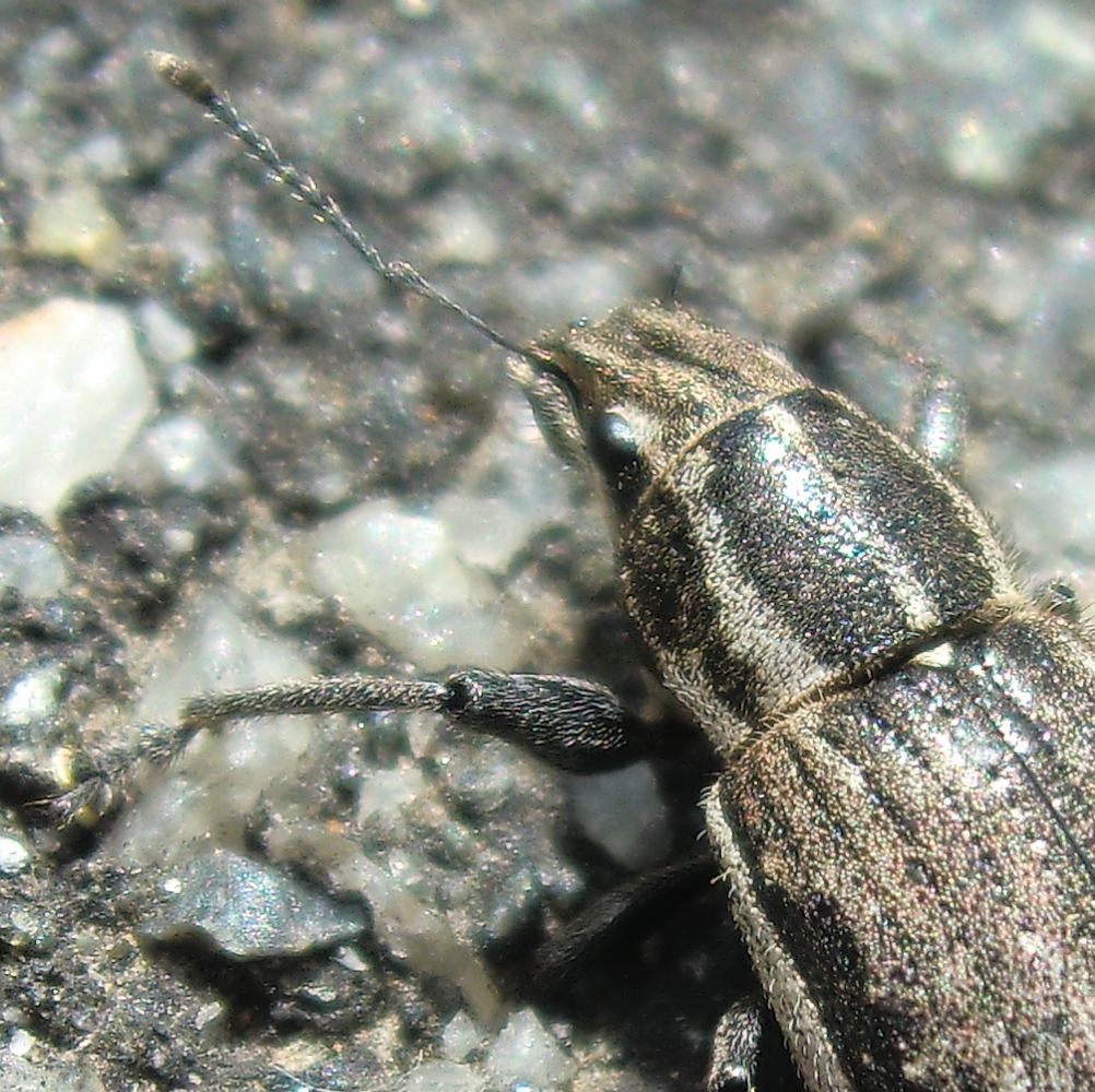 White-fringed weevil