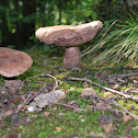 Boletus