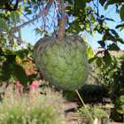 Cherimoya