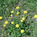 Buttercup