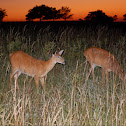 Deer
