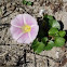 Campanilla de playa