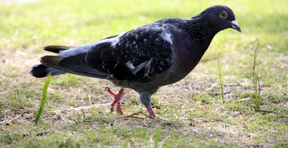 Spotting Image 1