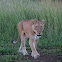 African Lioness