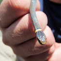 Northern Ringneck