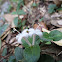 Partridgeberry