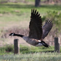 Canadian Goose