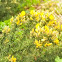 Gorse