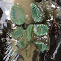 Giant Green Anemone