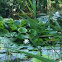 Water Lilly