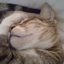 Domestic cat