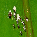 Ants