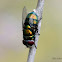 Green Blowfly
