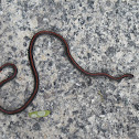 Banded Malaysian Coral Snake