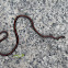 Banded Malaysian Coral Snake