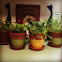 Basil, dill, cilantro and parsley