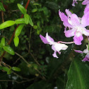 Dendrobium